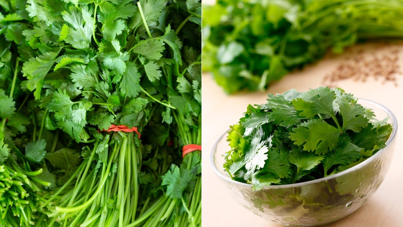 Fresh culantro and cilantro displayed side by side