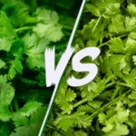 Close-up comparison of culantro vs cilantro showing the difference in leaf shape and texture between the two green herbs