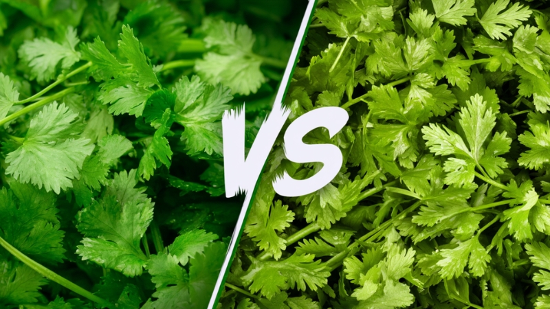 Close-up comparison of culantro vs cilantro showing the difference in leaf shape and texture between the two green herbs