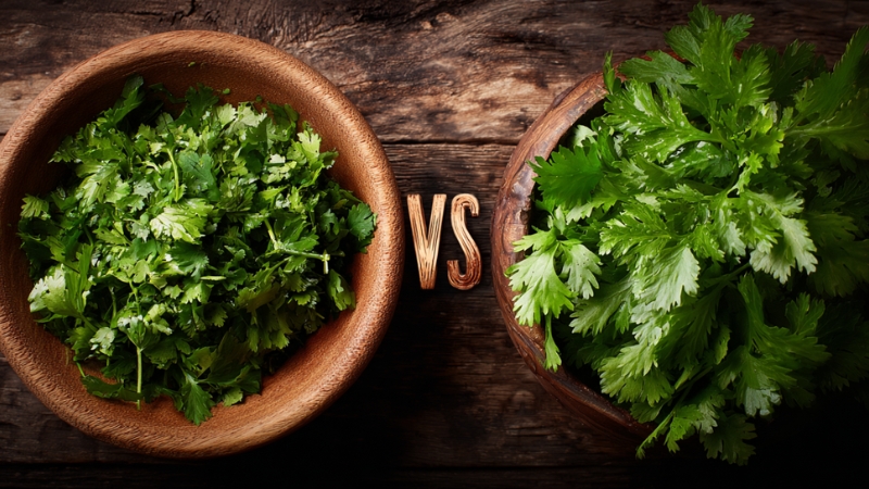 Two wooden bowls filled with fresh culantro and cilantro leaves